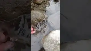 Форель плыви. #fishing #troutfishing #fishingvideo #рыбалка #форель