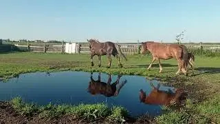 Советский тяжеловоз и кобыла Ветка встретились
