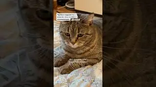 День13. Кошка напала. Отгиджилила меня напоследок. Это последний день. Как вам история?