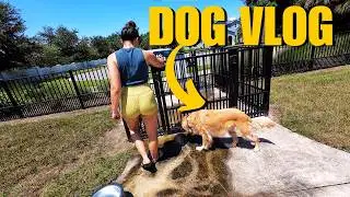 DOG VLOG: Dog Park
