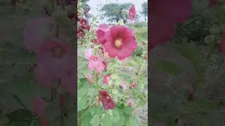 Beautiful Flowers Dekhny k bad Like or Subscribe bhi kardya karo