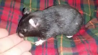 Coco the hamster