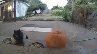 KiKi Panther hisses at the camera after eating some nibbles then leaves (mMc 2661)