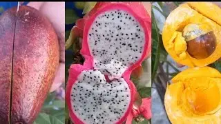 Farm fresh Ninja fruit cutting vegetable/Oddly Satisfying fruit Ninja mixed#shorts#fruit#vegetables