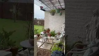 love the sound of the ☔️ #rain #asmr #calming #backyard #texas #shorts
