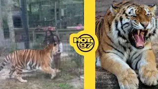 Jersey Woman Almost Found Out After Teasing Tiger At The Zoo