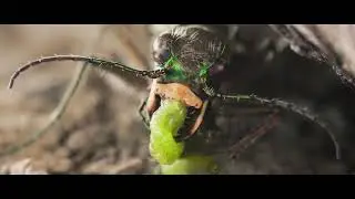 Sandcastle The secret life of potter wasps