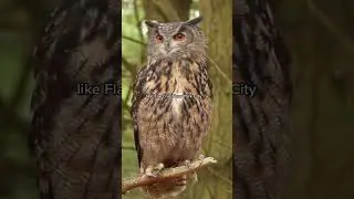 Flaco the owl book “Flaco the Fearless” 