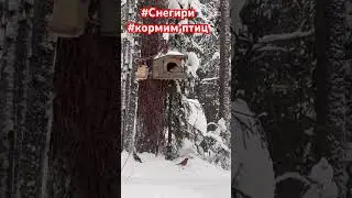 Снегири на кормушке