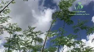 Plantações da Moringa da Paz em Poço Redondo - SE