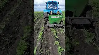 окучивание картофеля 25.06.2024 года #agriculture #сельскоехозяйство #garden