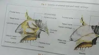 respiratory system lecture 1 BSC nursing 1st year