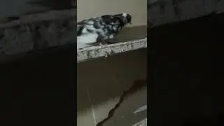 Erzurum Kumrusu Pala Recep