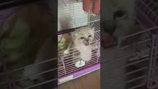 первые дни Арчи после восстановления, живи и радуйся жизни малышок, твоей жизни ничего не угрожает❤