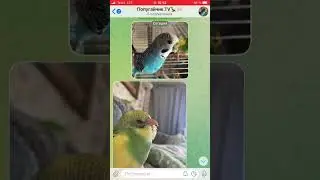 Подписываемся🦜 https://t.me/PopugaichikTVq #bird #попугаи #animals #budgies