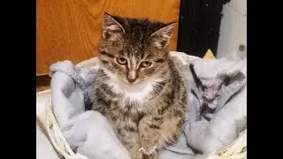 Я просто жить хочу..Бездомный котенок Масёк.