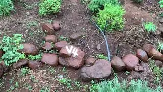 How to make your own fertilizer using plants