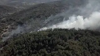 Chaos Phoenix / Forest Fire