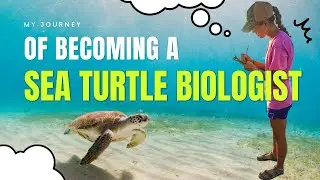 I WORK With SEA TURTLES // My Journey (so far)
