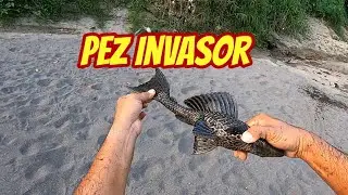 Pez Japones invade aguas de Veracruz