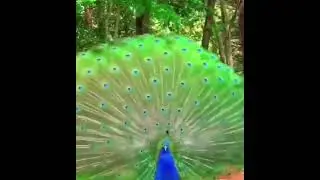 beautiful Moor 😍 #foryou #whatsappfeatures #animation #shorts