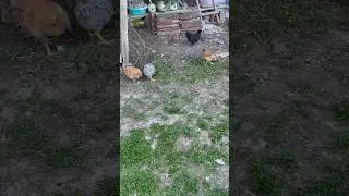 Las gallinas ya tienen 2 meses 😃 #gallinas