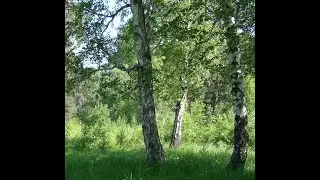 Лес, речка. 29.06.2024.