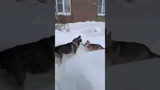 #хаски