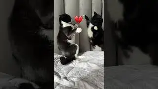 Вот почему Барик плохо ходит…