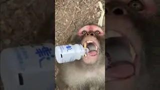 Funny monkey ll Clever monkey drinks milk#viral#video# shorts#reels#viraltrending#trend#viraltrend