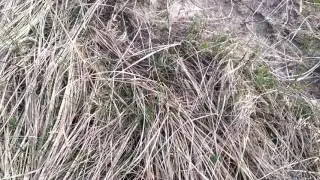 Ящерка