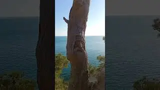 Cape Aia, Elder slaven god, Veles. #god #tree #sea #nature #crimea