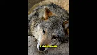 Они Сделали То, о Чём Вы Даже Боитесь Подумать При Встрече с Волком 😱