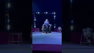ПОСЛУШНЫЕ «ВОЛКИ»В ЦИРКЕ