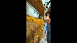 One Satisfying Frame of Honey