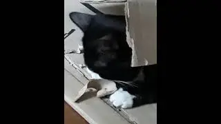 Делаем ремонт с котом