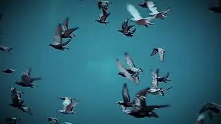 PIGEON INSIDER SECRETS OF RACING PIGEON