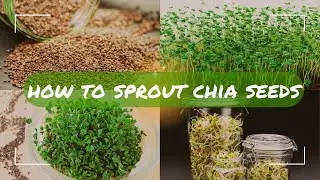 How to Sprout Chia Seeds