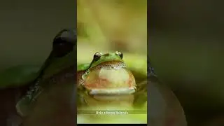 europäischer Laubfrosch