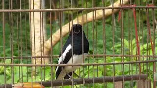 chòe than hót giọng hay cực chuẩn