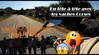 ⚠️⚠️ En tête à tête avec des vaches Corses ‼️ DERNIER CHAPITRE des vacances en Corse  🥰