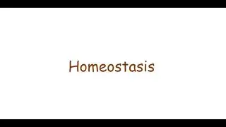 Homeostasis Basics, Positive and Negative feedback Loop.