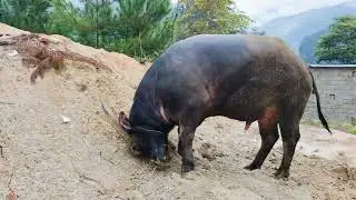 Tạm biệt em trai khủng long