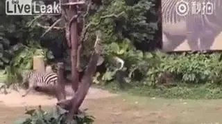 Zebra was horrified at a zoo in China