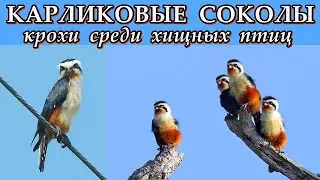 КАРЛИКОВЫЕ СОКОЛЫ - Крохи среди хищных птиц