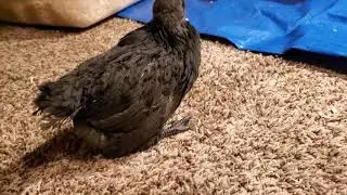 One of her walking