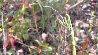 Богомол . Насекомые в лесу ♥ Insects in the forest. mantis