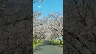 Best Sakura Time in Japan. #trending #cherryblossom #japan #travel #sakura #spring #travelvlog