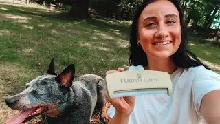Best Deshedding Brush for my Australian Cattle Dog