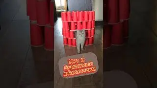 Кот и стаканчики #cats